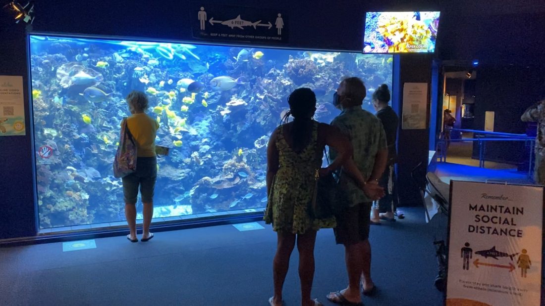 ハワイの今を現地から：世界トップ10に選ばれたハワイ最大規模の水族館！ 水中トンネルから、癒しの涼を動画でお届け